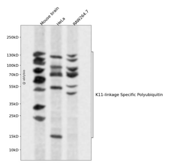 K11-linkage Specific Polyubiquitin Rabbit pAb