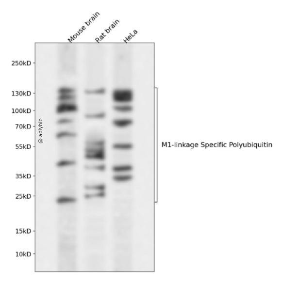 M1-linkage Specific Polyubiquitin Rabbit pAb