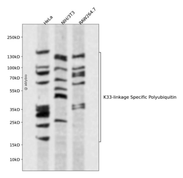 K33-linkage Specific Polyubiquitin Rabbit pAb