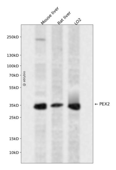 PEX2 Rabbit pAb