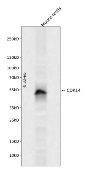 CDK14 Rabbit pAb