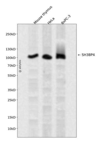 SH3BP4 Rabbit pAb