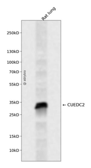 CUEDC2 Rabbit pAb