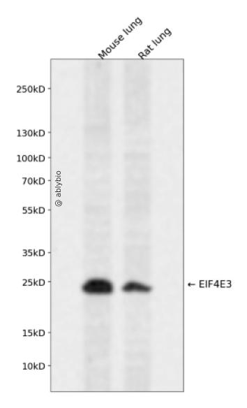 EIF4E3 Rabbit pAb