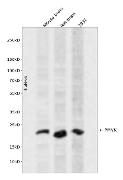 PMVK Rabbit pAb