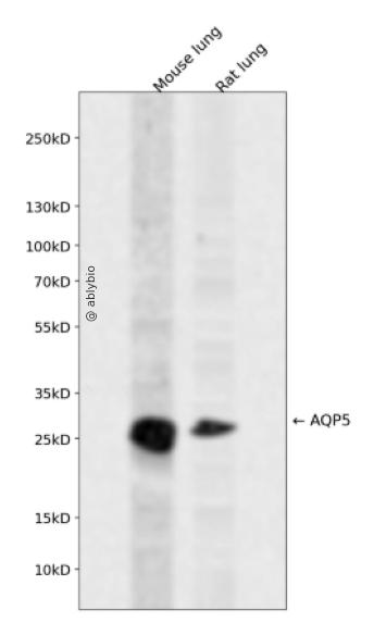AQP5 Rabbit pAb