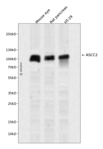 ASCC2 Rabbit pAb