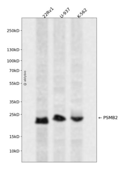 PSMB2 Rabbit pAb