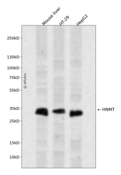 HNMT Rabbit pAb