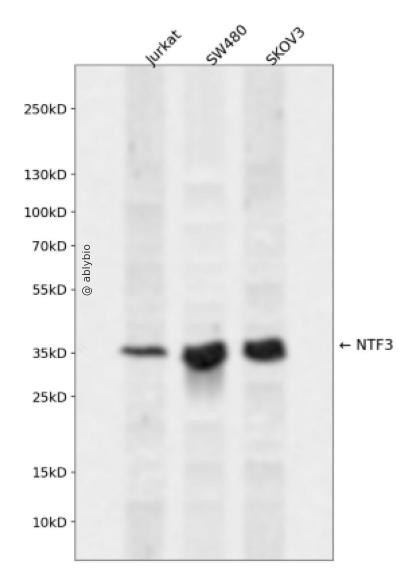 NTF3 Rabbit pAb