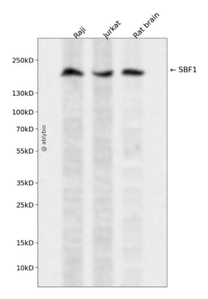 SBF1 Rabbit pAb