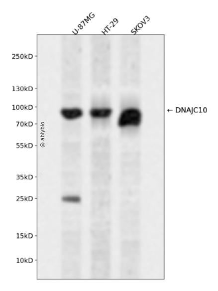 DNAJC10 Rabbit pAb