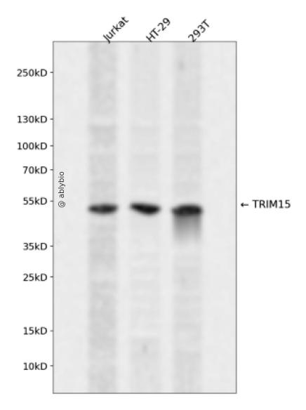 TRIM15 Rabbit pAb