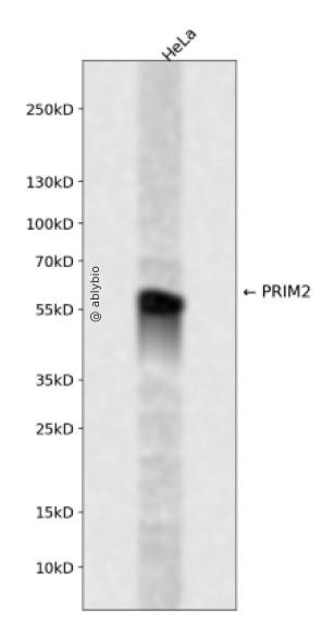 PRIM2 Rabbit pAb