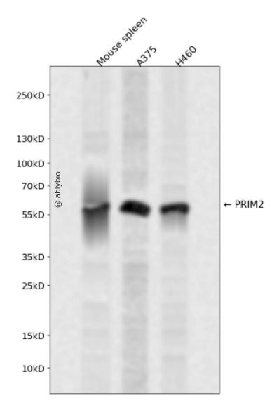 PRIM2 Rabbit pAb