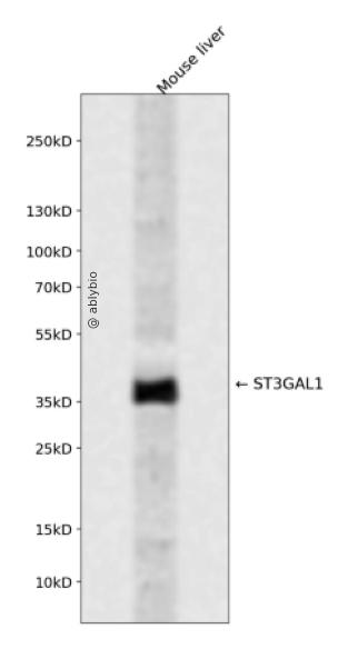 ST3GAL1 Rabbit pAb