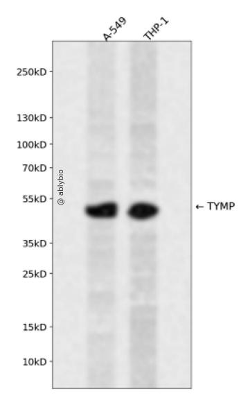 TYMP Rabbit pAb