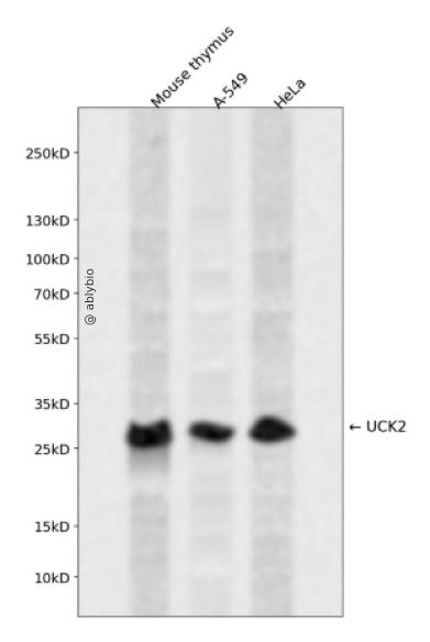 UCK2 Rabbit pAb