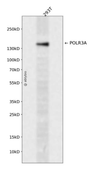 POLR3A Rabbit pAb