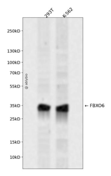 FBXO6 Rabbit pAb