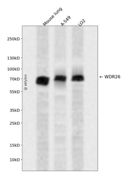 WDR26 Rabbit pAb