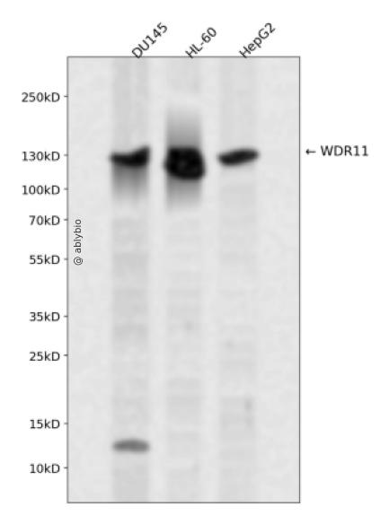 WDR11 Rabbit pAb