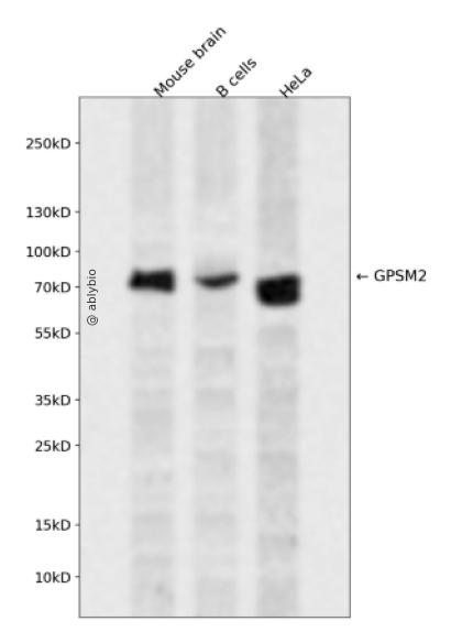 GPSM2 Rabbit pAb