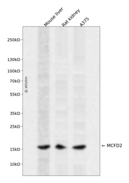 MCFD2 Rabbit pAb