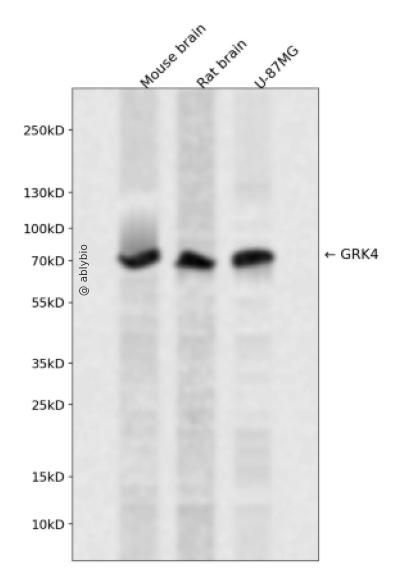 GRK4 Rabbit pAb