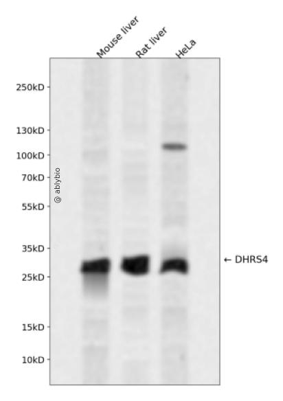 DHRS4 Rabbit pAb