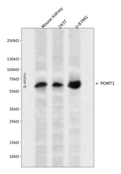 POMT1 Rabbit pAb