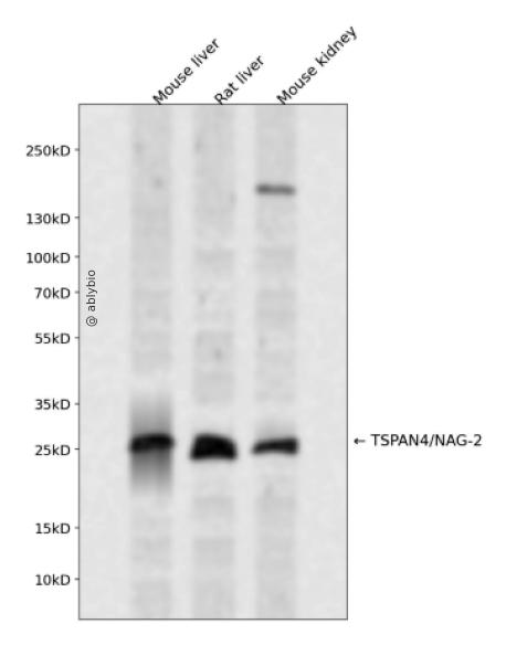 TSPAN4/NAG-2 Rabbit pAb