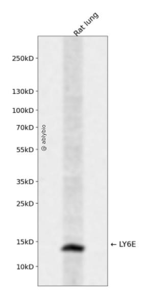 LY6E Rabbit pAb