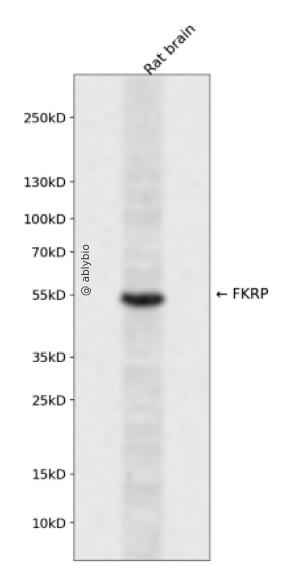 FKRP Rabbit pAb