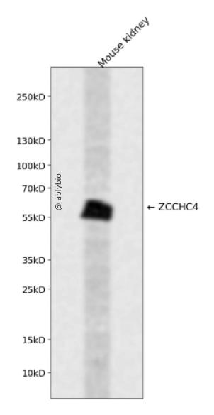 ZCCHC4 Rabbit pAb
