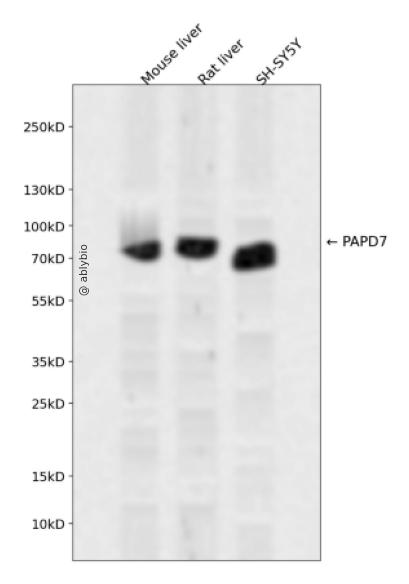 PAPD7 Rabbit pAb