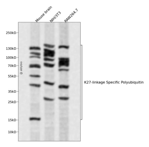 K27-linkage Specific Polyubiquitin Rabbit pAb