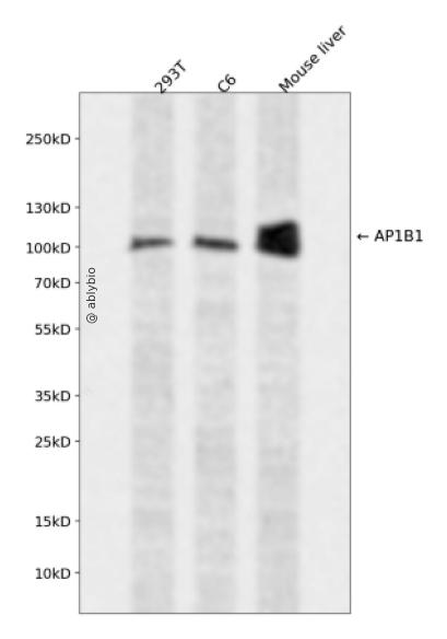 AP1B1 Rabbit pAb