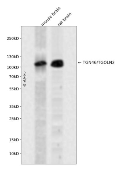 TGN46/TGOLN2 Rabbit pAb