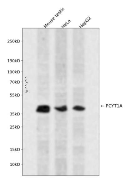 PCYT1A Rabbit pAb