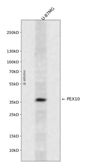 PEX10 Rabbit pAb