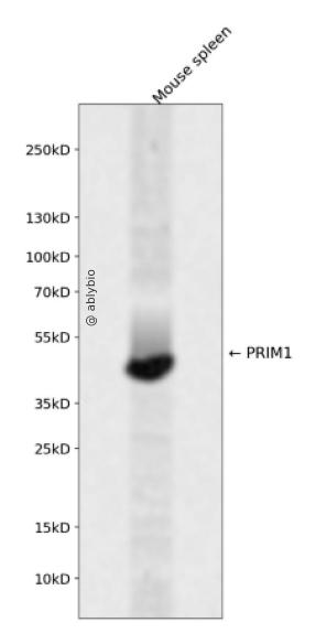 PRIM1 Rabbit pAb