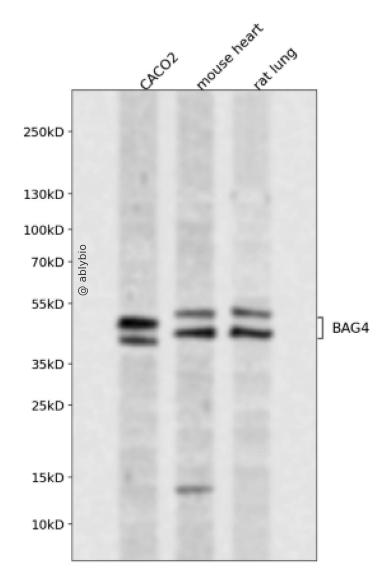 BAG4 Rabbit pAb