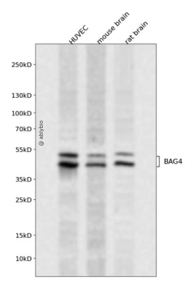 BAG4 Rabbit pAb