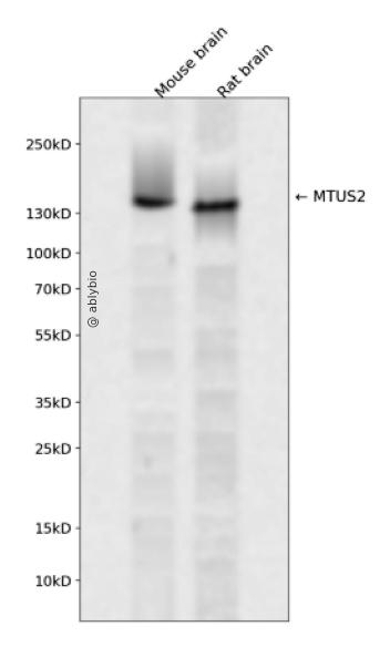 MTUS2 Rabbit pAb