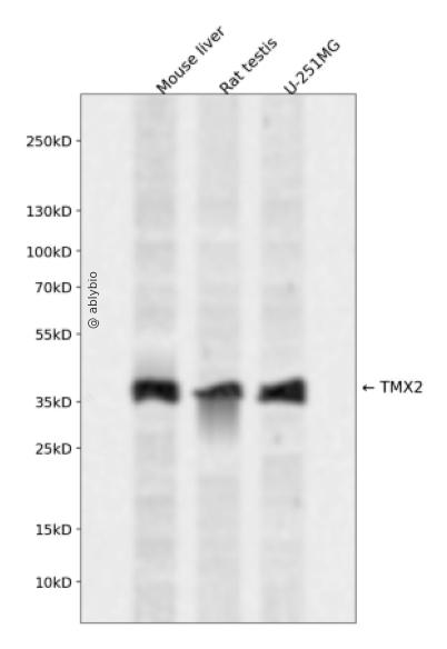 TMX2 Rabbit pAb