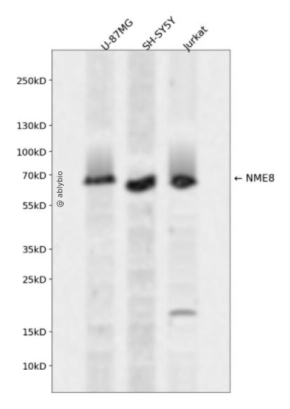 NME8 Rabbit pAb