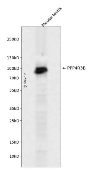 PPP4R3B Rabbit pAb