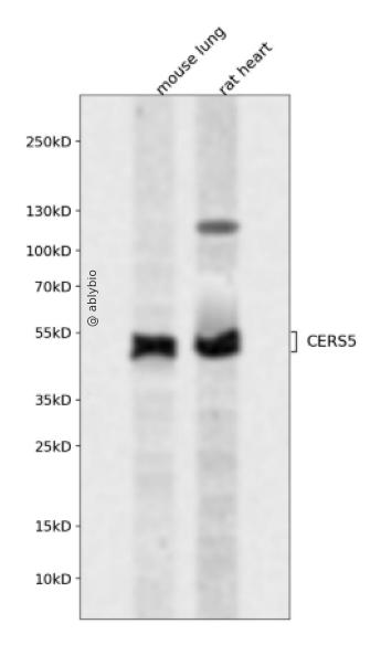 CERS5 Rabbit pAb