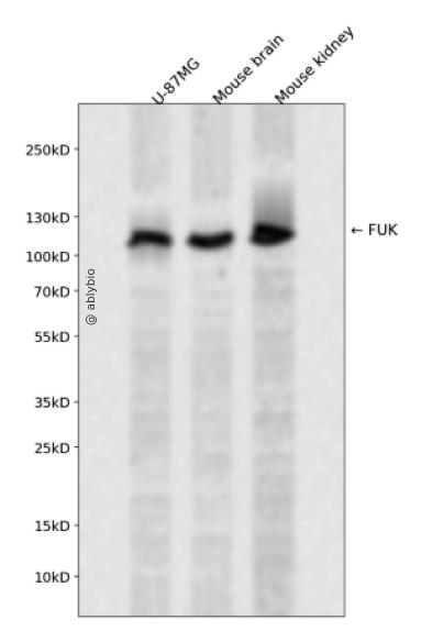FUK Rabbit pAb